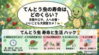 テントウムシ　寿命　天敵　幼虫